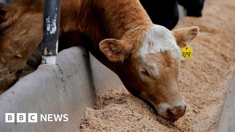 UK-కెనడా వాణిజ్య చీలిక: చీజ్, గొడ్డు మాంసం మరియు కార్లకు దీని అర్థం