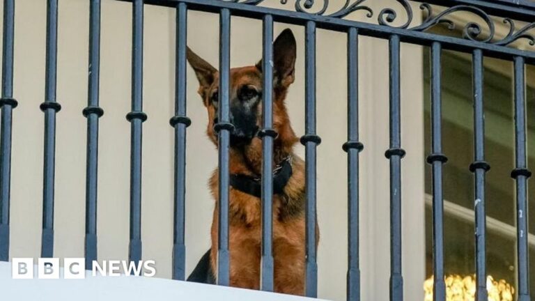 జో బిడెన్ యొక్క కుక్క కమాండర్ సీక్రెట్ సర్వీస్ ఏజెంట్ను కనీసం 24 సార్లు కరిచాడు