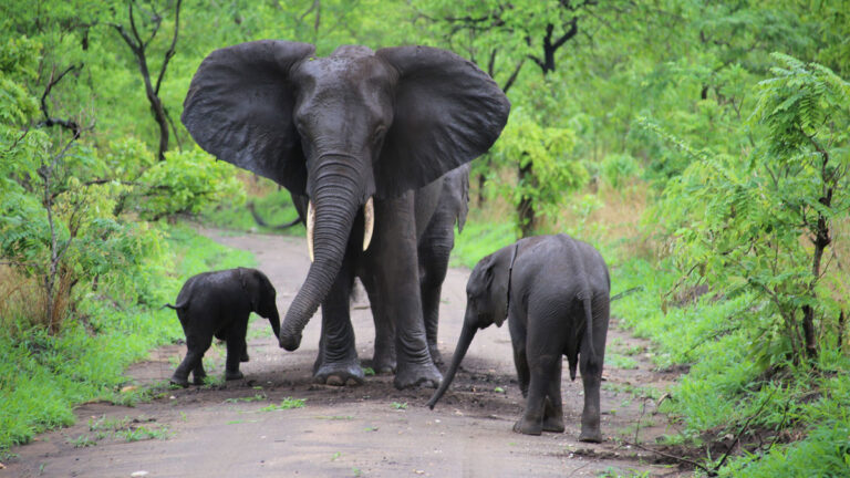 మలావిని సందర్శించడానికి వీసా అవసరం లేదు: ట్రావెల్ వీక్లీ