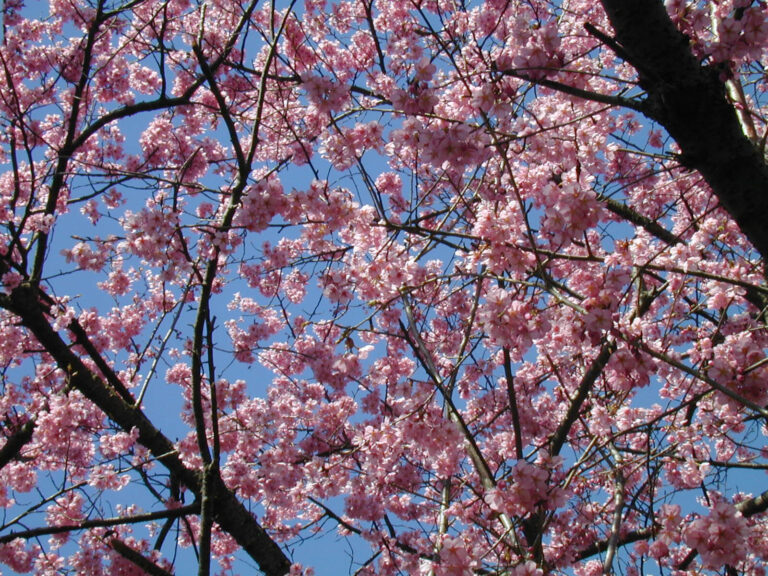 మీ గార్డెన్లో చెర్రీ చెట్టు (లేదా అలాంటిదే) నాటడానికి చిట్కాలు