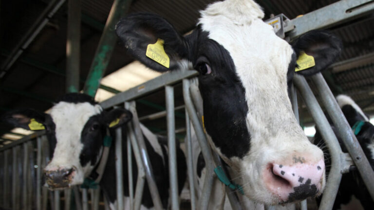 H5N1 ఏవియన్ ఇన్ఫ్లుఎంజా సోకిన ఆవుల నుండి మానవులకు వచ్చే ప్రమాదం ఏమిటి?